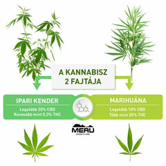 CBD Kannabisz Krém - Hammer Nutrition CEE