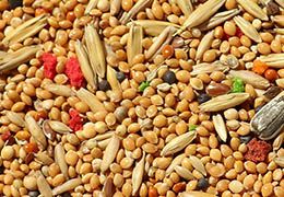 Köles és tönköly - Búzaliszt helyett III. - Hammer Nutrition CEE