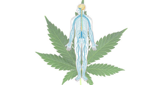 Mi az endokannabinoid rendszer, és hogyan működik? - Hammer Nutrition CEE